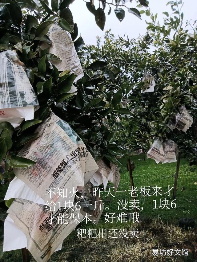 年后化肥又开始了一波波上涨，谁能给农民一颗定心丸踏实去种地？