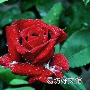 玫瑰花送几朵代表什么意思 七朵玫瑰什么意思