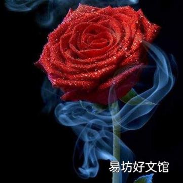 玫瑰花送几朵代表什么意思 七朵玫瑰什么意思
