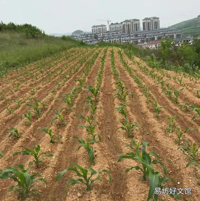 今年的玉米价格会不会超过1.5元一斤?