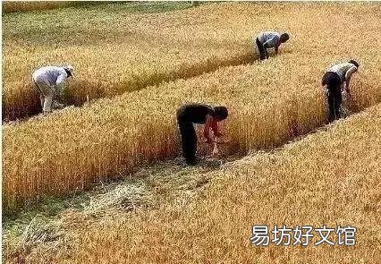 老农民退休后,年轻人会来种地吗?能把地种好吗?