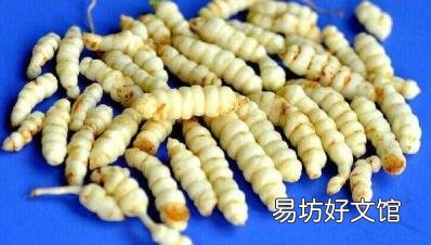 虫草菌丝体和冬虫夏草的区别 虫草子实体