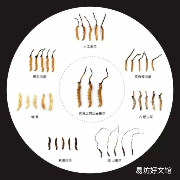 虫草菌丝体和冬虫夏草的区别 虫草子实体