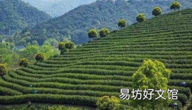 四大龙井茶之一产自哪里 四大名茶之一的龙井茶产地是