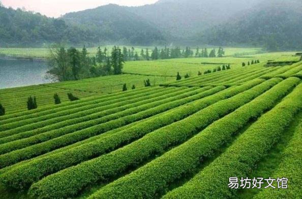 四大龙井茶之一产自哪里 四大名茶之一的龙井茶产地是