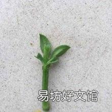 穿心莲吃法及作用 穿心莲怎么吃