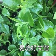 穿心莲吃法及作用 穿心莲怎么吃