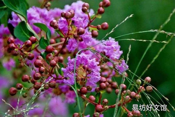 下面哪种植物被称为痒痒树 痒痒树是什么植物