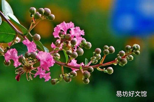 下面哪种植物被称为痒痒树 痒痒树是什么植物