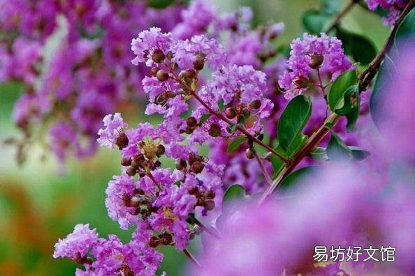 下面哪种植物被称为痒痒树 痒痒树是什么植物