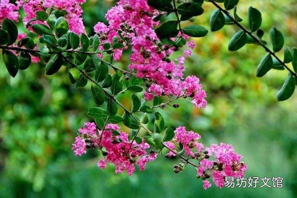 下面哪种植物被称为痒痒树 痒痒树是什么植物