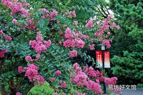 下面哪种植物被称为痒痒树 痒痒树是什么植物