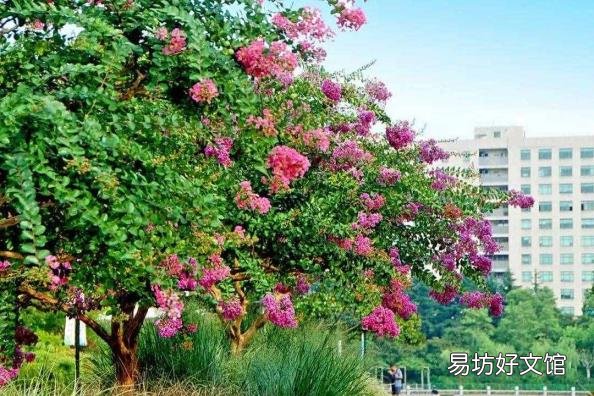 下面哪种植物被称为痒痒树 痒痒树是什么植物