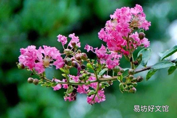 下面哪种植物被称为痒痒树 痒痒树是什么植物