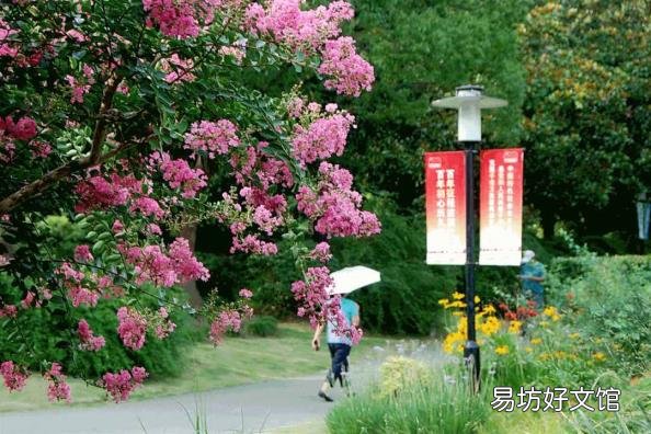 下面哪种植物被称为痒痒树 痒痒树是什么植物