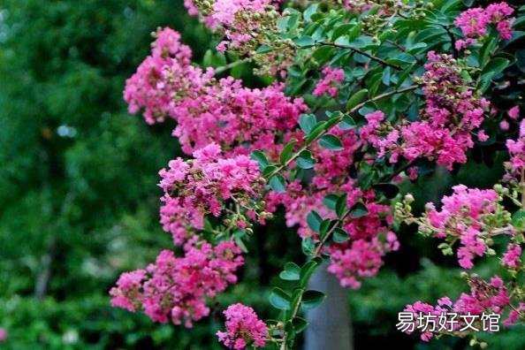 下面哪种植物被称为痒痒树 痒痒树是什么植物