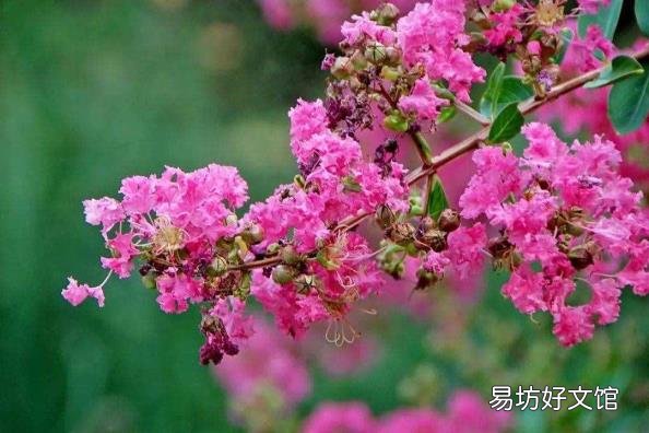 下面哪种植物被称为痒痒树 痒痒树是什么植物