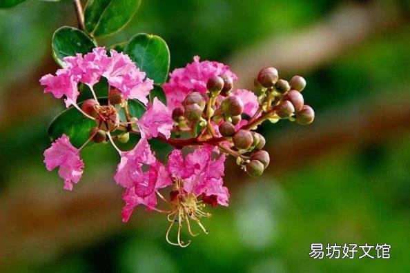 下面哪种植物被称为痒痒树 痒痒树是什么植物