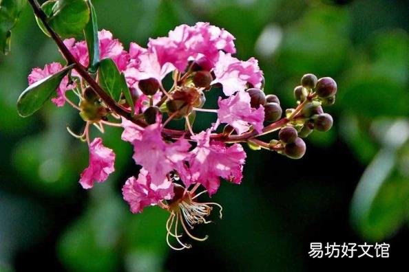 下面哪种植物被称为痒痒树 痒痒树是什么植物