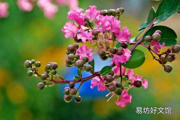 下面哪种植物被称为痒痒树 痒痒树是什么植物