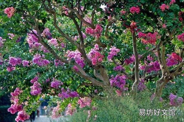 下面哪种植物被称为痒痒树 痒痒树是什么植物