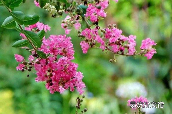 下面哪种植物被称为痒痒树 痒痒树是什么植物