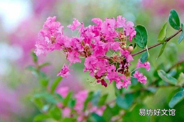 下面哪种植物被称为痒痒树 痒痒树是什么植物