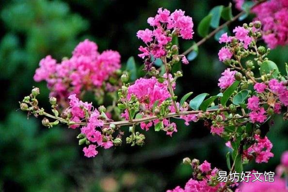下面哪种植物被称为痒痒树 痒痒树是什么植物
