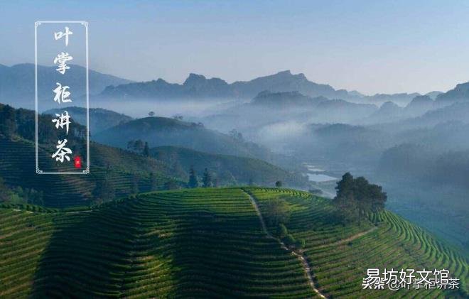 福建岩茶有哪些品种 产于福建的名茶是