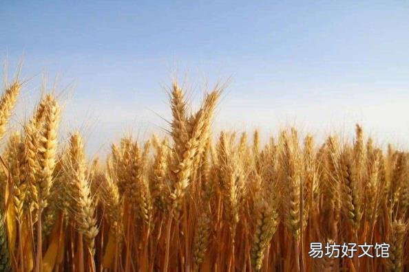 甜面酱的食用方法 甜面酱是什么