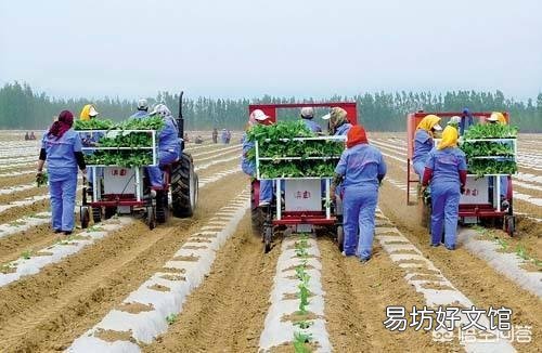 十年之后,种地的除了大户和合作社外,还有分散的小户吗?