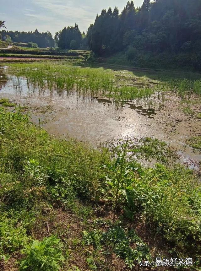 农民赖以生存的土地为什么会大面积撂荒?