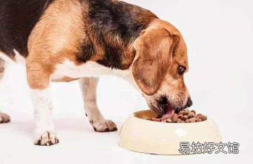 狗的知识资料大全 关于狗的资料