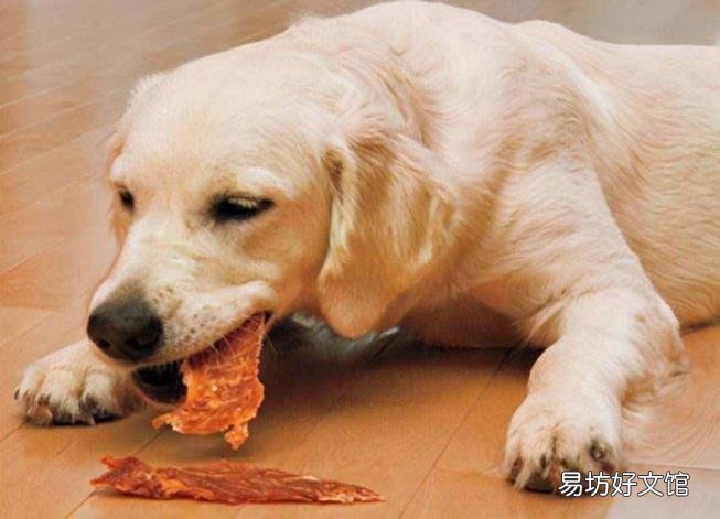 狗的知识资料大全 关于狗的资料