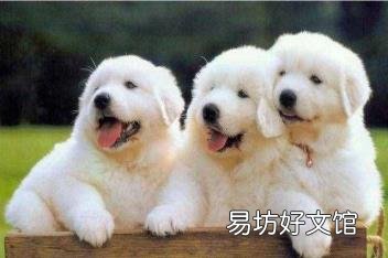 狗的知识资料大全 关于狗的资料