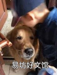 狗的知识资料大全 关于狗的资料