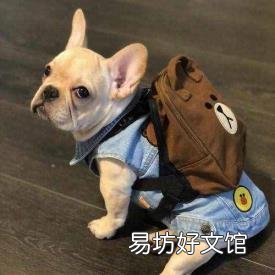 狗的知识资料大全 关于狗的资料