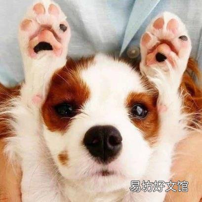 狗的知识资料大全 关于狗的资料