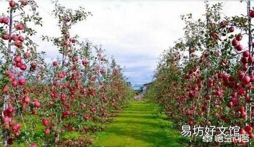 在自己的果园里,盖几间彩钢房,算不算违章建筑?