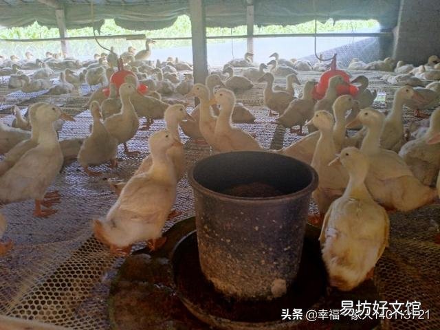 至少种多少亩地,农民才能过上体面的生活?
