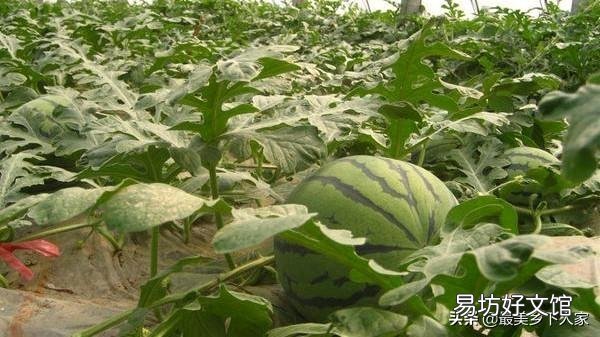至少种多少亩地,农民才能过上体面的生活?