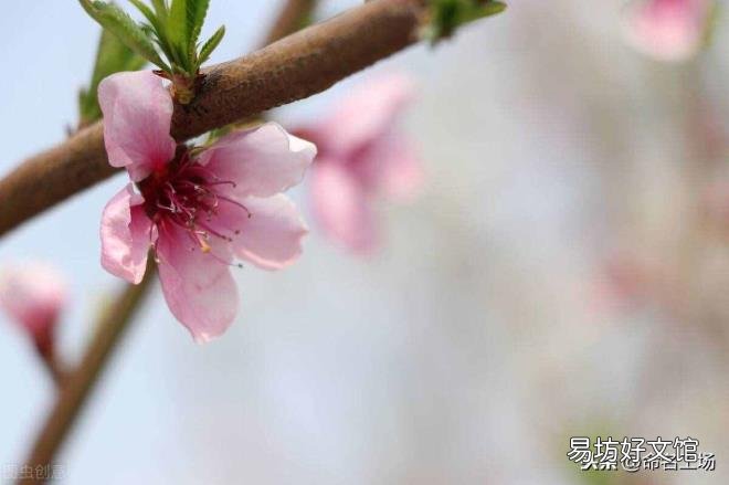 苒字取名寓意 芮怎么读