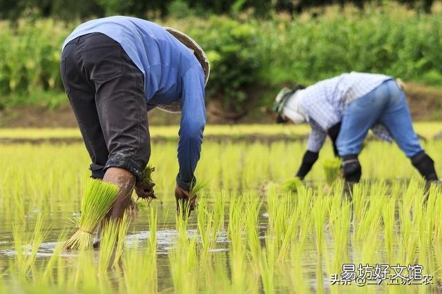 农民种地一年收入不如外出打工一个月,为什么还要种地呢?