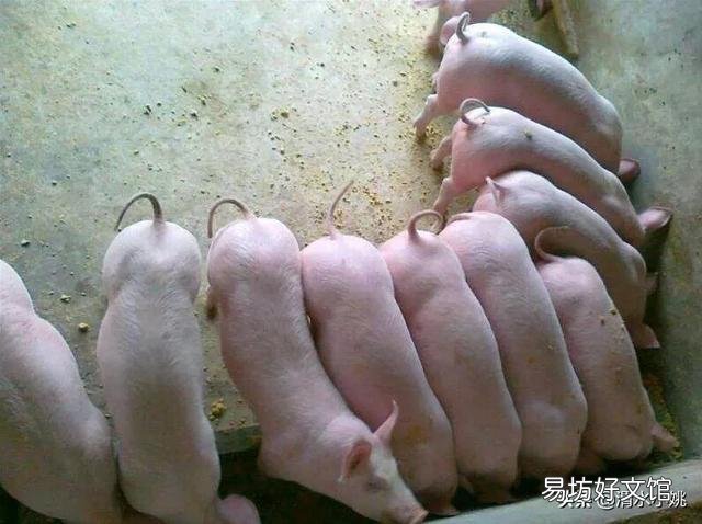 2021年5月15号前猪价回升吗？