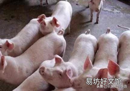 十天后猪价能涨吗?