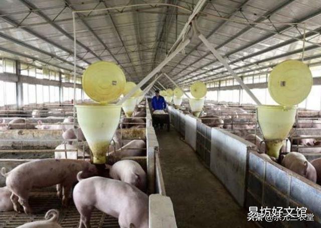 8月26号猪价行情怎么样?