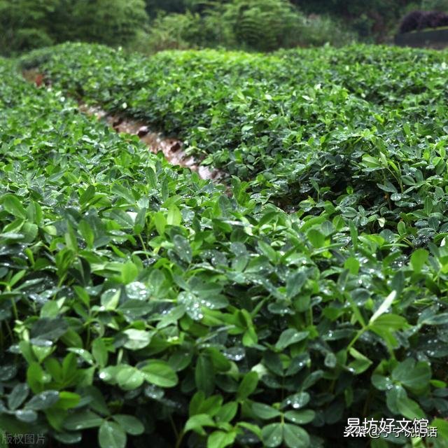 花生与豇豆可连作吗?