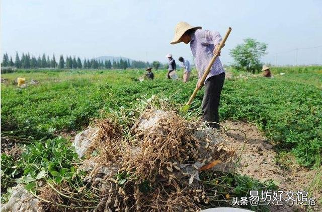 花生与豇豆可连作吗?