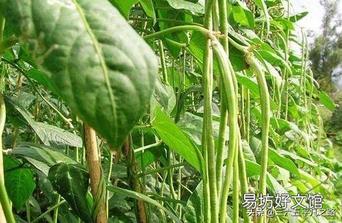 花生与豇豆可连作吗?