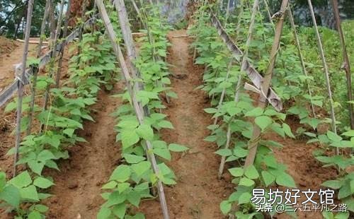 花生与豇豆可连作吗?